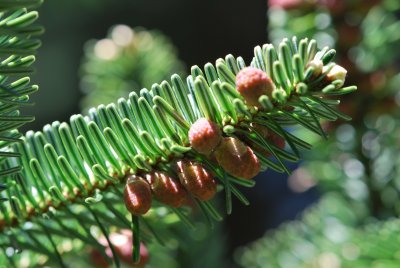 Abies numidica - jedle numidská - jarní větévka